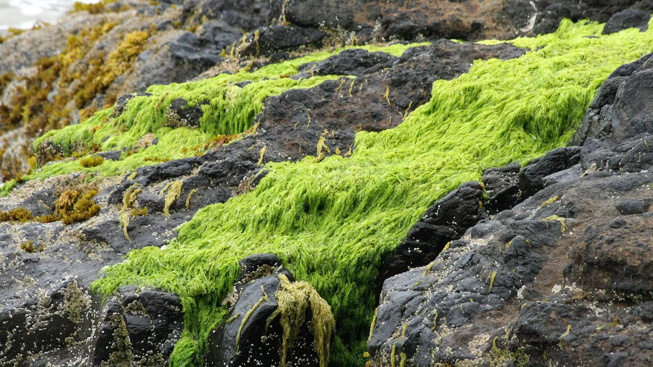 Spora Lumut Bertahan 9 Bulan di Luar ISS, 80% Masih Hidup Saat Kembali ke Bumi