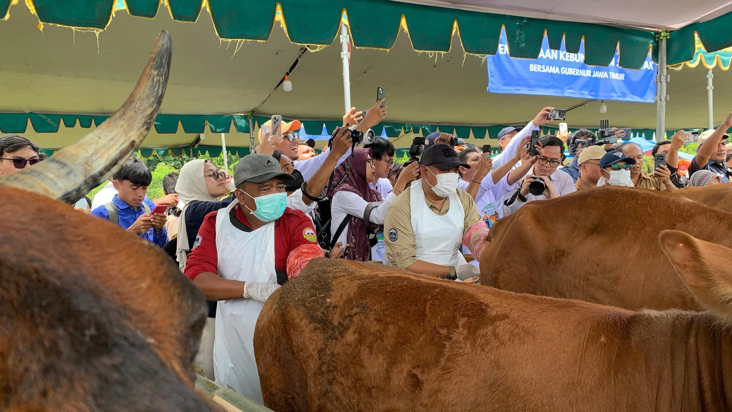 Rekor MURI: Jutaan Sapi Berhasil Diinseminasi Buatan