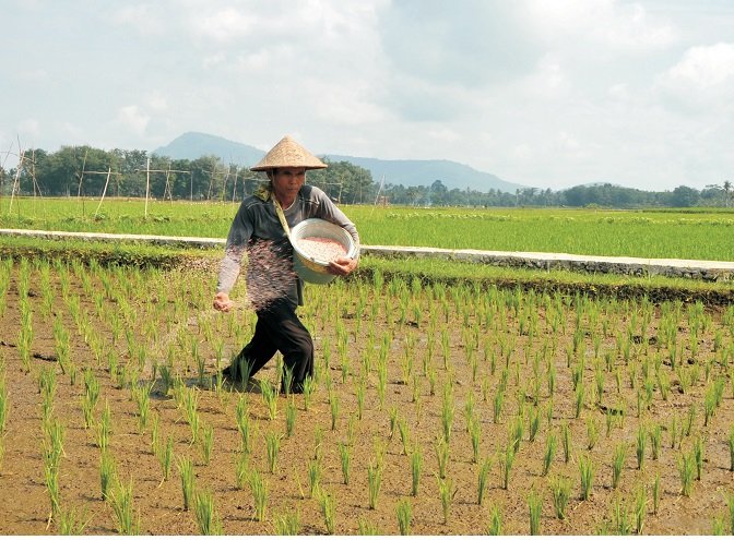 Awal Tahun, Ratusan Transaksi Tebus Pupuk Subsidi Terjadi Dini Hari 1 Januari